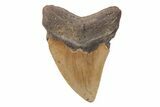 Bargain, 4.41" Fossil Megalodon Tooth - North Carolina - #202195-1